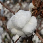 Cotton boll