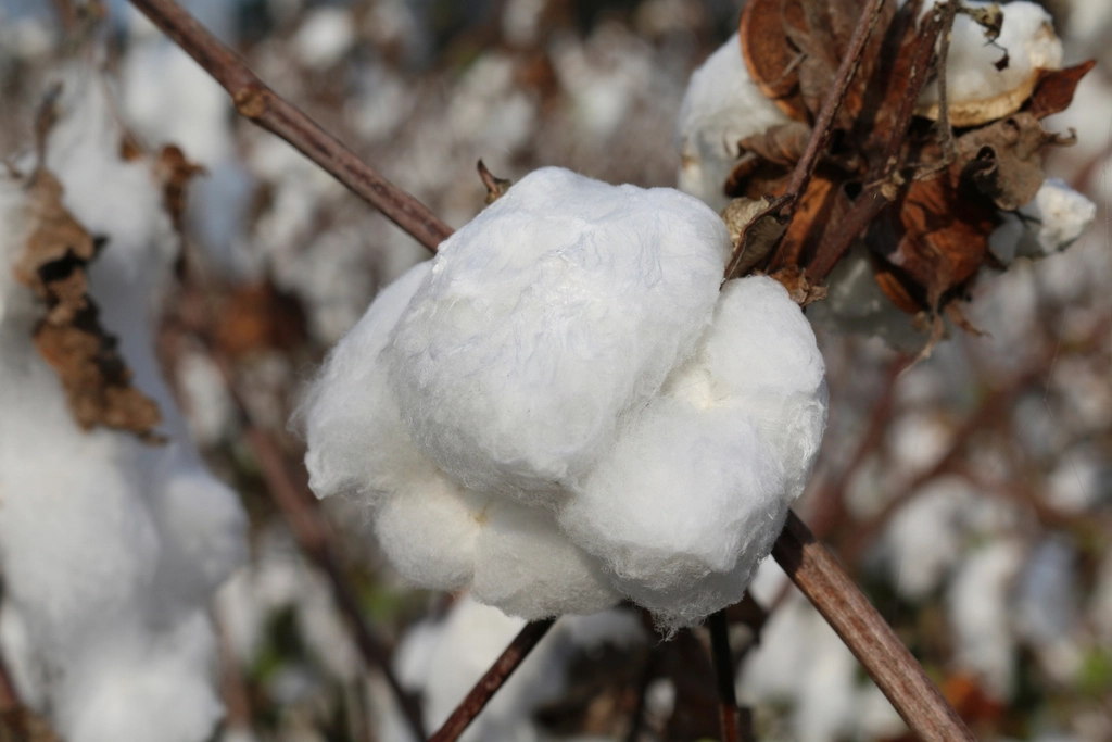 Cotton boll