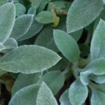 Free sage plant image