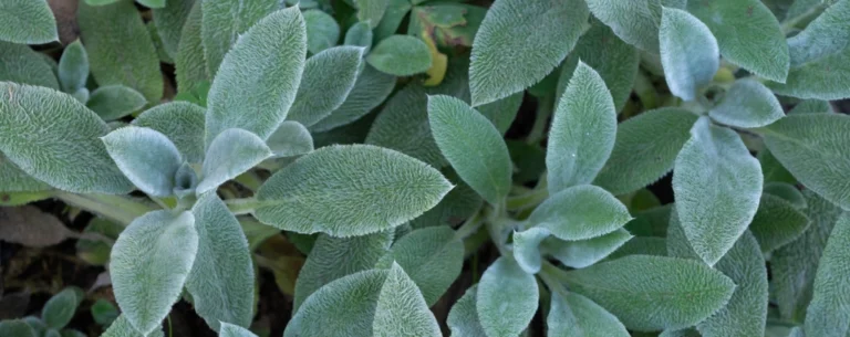Free sage plant image