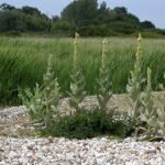 Great mulleins on shingle beach