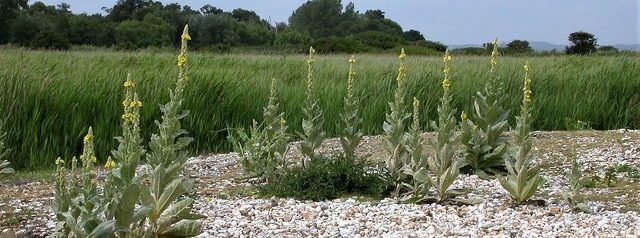 Great mulleins on shingle beach