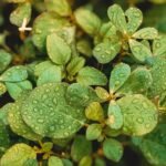 morning dew sparkling drops on lush green leaves