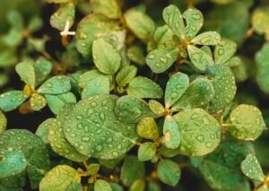 morning dew sparkling drops on lush green leaves