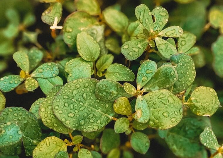 morning dew sparkling drops on lush green leaves
