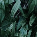 green leaves with water droplets