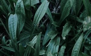 green leaves with water droplets