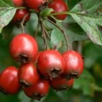 Hawthorn berries, Postern Hill, Savernake Forest