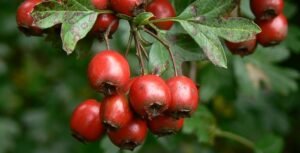Hawthorn berries, Postern Hill, Savernake Forest