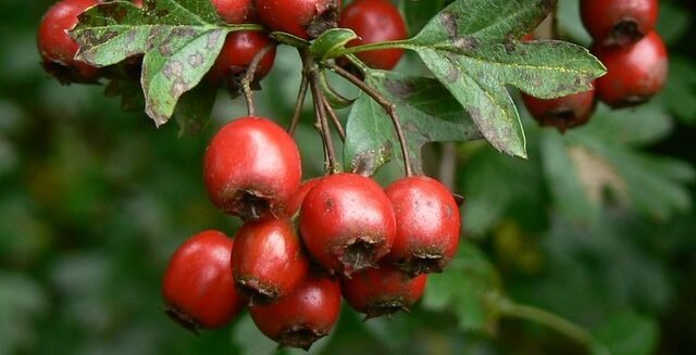 Hawthorn berries, Postern Hill, Savernake Forest