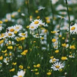 green patch chamomile buttercup flowers