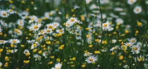 green patch chamomile buttercup flowers