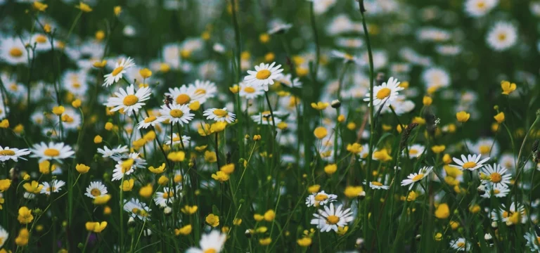 green patch chamomile buttercup flowers