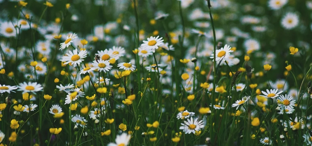 green patch chamomile buttercup flowers