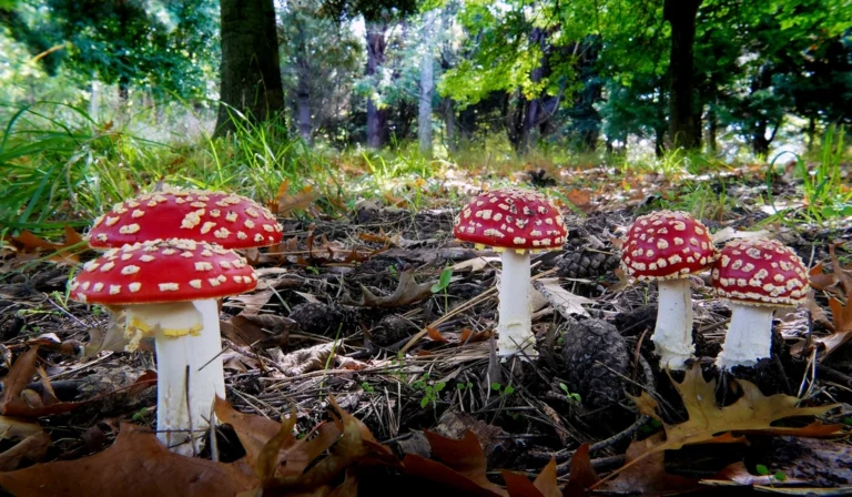 Fly Agric.(Amanita muscaria). their distinctive