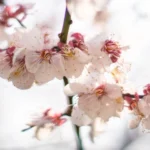 Early spring flowers