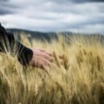 photo of a person s hand touching wheat grass