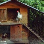 rooster and duck in rustic wooden coop outdoors