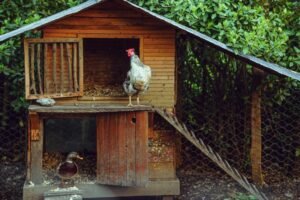 rooster and duck in rustic wooden coop outdoors
