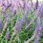 close up of vibrant purple salvia flowers