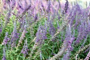 close up of vibrant purple salvia flowers